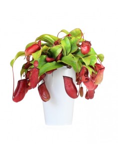 Nepenthes Bloody Mary XL