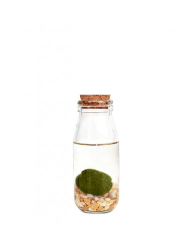 Marimo 4 – 6 cm in Vaso di Vetro da 500ml con tappo in sughero sfera block  Yoga : : Casa e cucina