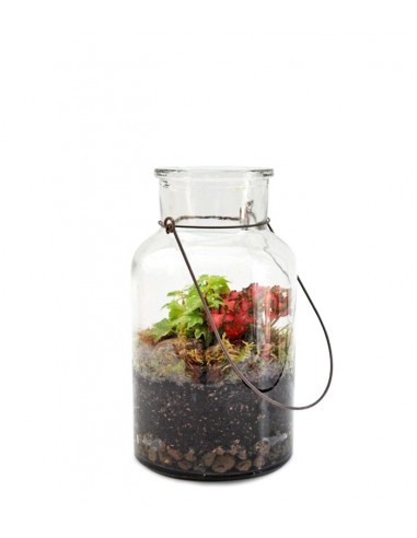 Terrarium Grande mix piante verdi