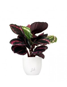 Calathea dottie