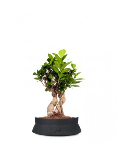 Ficus Ginseng S