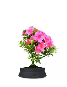 Azalea Bonsai