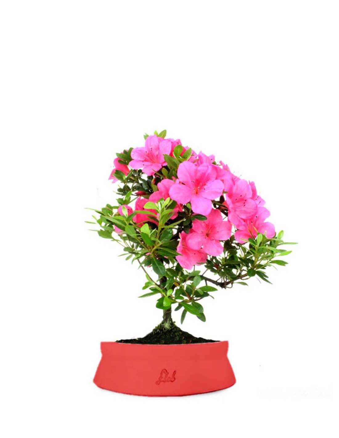 Azalea Bonsai Colore Rosso intenso