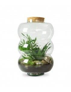 Terrarium in vetro con asparagina