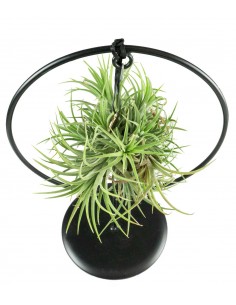 Composizione di Tillandsia con supporto in metallo