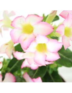 Adenium Rosa O Rosa Del Deserto Vaso 14cm