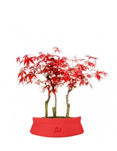 BONSAI DI ACERO rosso deshojo h 30 cm visita il negozio EUR 40,00