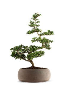 Zelkova Bonsai Impalcato