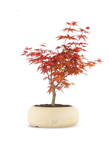 Acero rosso bonsai Red Wine - Fantastici bonsai di acero nel