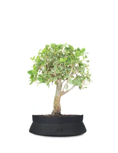 Bonsai da interno o esterno, fioriti e da frutto- Ampia scelta (2)