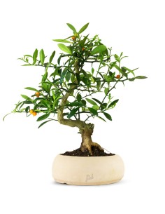 Esemplari unici di Bonsai, foto aggiornate con dettagli. Compra Bonsai  Online