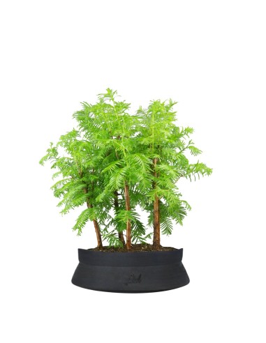 Bonsai di Pepper vaso cm. 18