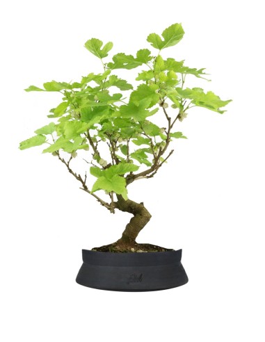 Bellissime piante ornamentali bonsai in vaso per la decorazione di