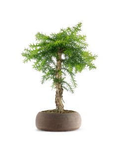 Araucaria