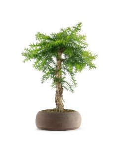 Come coltivare un bonsai e mantenerlo sano