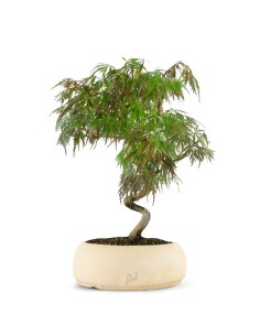 BONSAI DI ACERO rosso deshojo h 30 cm visita il negozio EUR 40,00