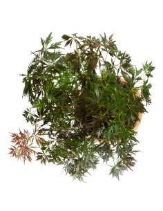 Aceri bonsai in vendita online