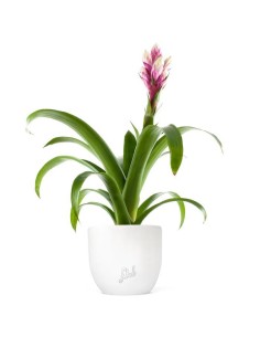 Guzmania Candy Rosa