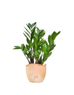 Zamia