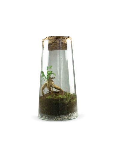 Kit fai da te terrario • Bonsai Cupola XL Ficus Ginseng • Ecosistema con  piante • ↑ 30 cm