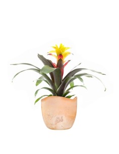 Guzmania Soledo Yellow