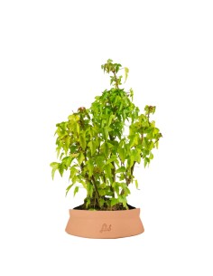 SHOP, Bonsai, Piante giovani, Caducifoglie, [J148] Acero rosso  giapponese, ca. 3 anni (10-45 cm)