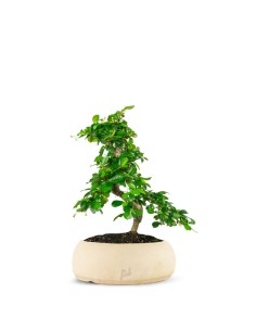 Piante da appartamento: i bonsai, coltivazione e cura