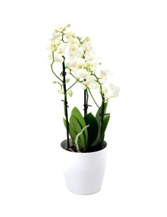 Orchidea Phalaenopsis artificiale JASMIN in ciotola di ceramica, bordeaux,  40cm