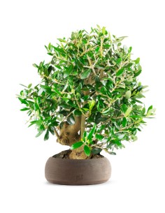 Idee Regalo Natale: Piante e Bonsai Unici per Sorprendere Quest'Anno