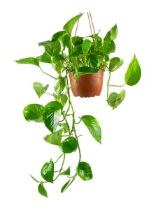 Pothos in fibra di cocco