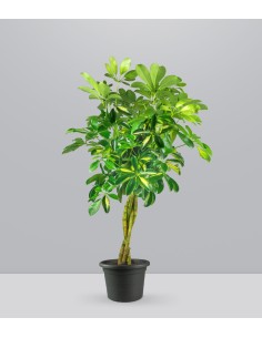 Schefflera variegata