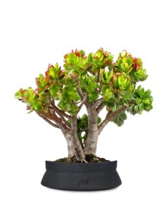 Crassula Compacta