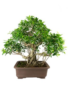 Ficus retusa 29 anni esemplare