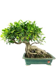 Ficus retusa 26 anni esemplare