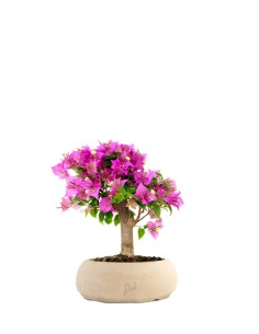 Bougainvillea