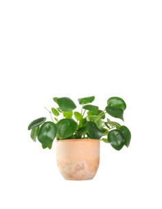 Pianta delle monete | Pilea