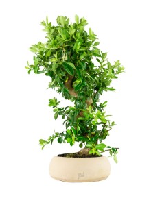 Pyracantha bonsai 15 anni