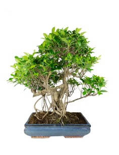 Ficus retusa 24 anni esemplare