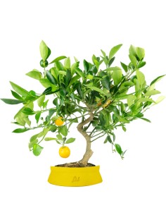 Citrus Kumquat bonsai 12 anni