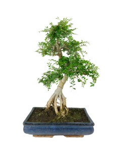 Zelkova bonsai esemplare |...