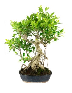 Ficus retusa 19 anni esemplare