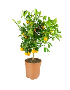 Pianta di Calamondino