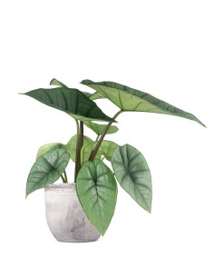 Alocasia Platinum