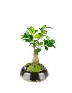 Bonsai Ficus Ginseng in...