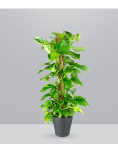 Pothos a Palo Alto da 90 cm