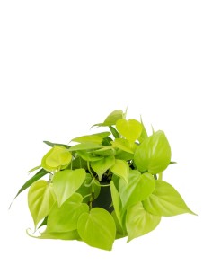 Filodendro scandens Lemon Lime