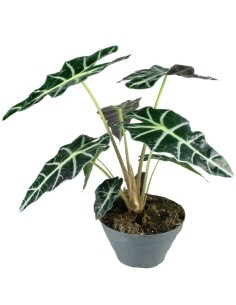 Alocasia Polly