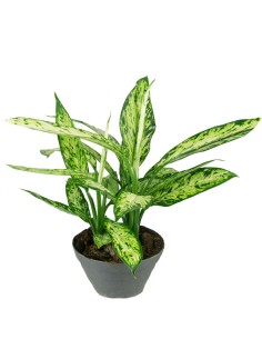 Dieffenbachia Vesuvio