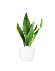 Sansevieria Trifasciata