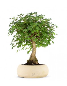 Aceri bonsai in vendita online